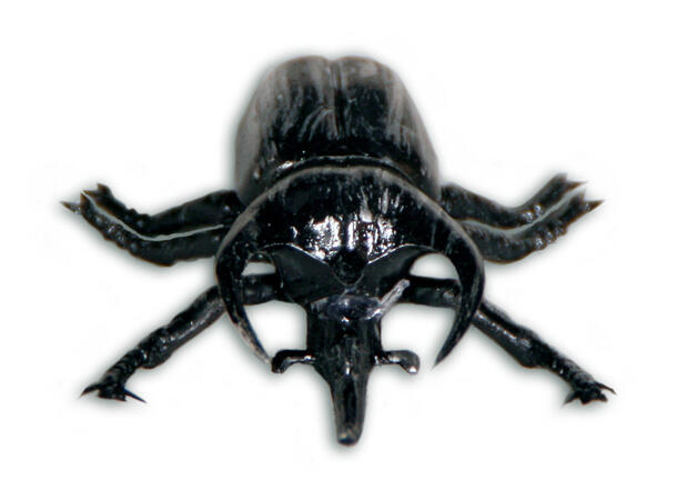 Bille borddekorasjon 6cm