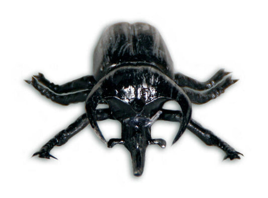 Bille borddekorasjon 6cm